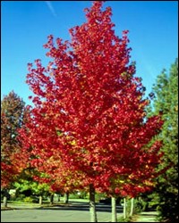 American Sweetgum