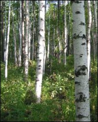 Birch