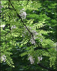 Black Locust