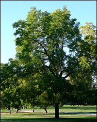 Black Walnut