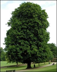Buckeye-Horse Chestnut