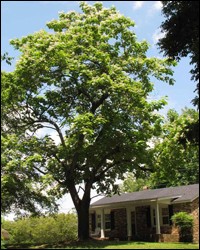 Catalpa
