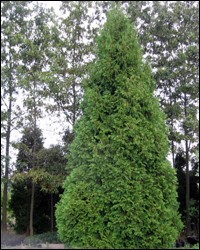 Eastern Arborvitae