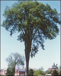 Elm
