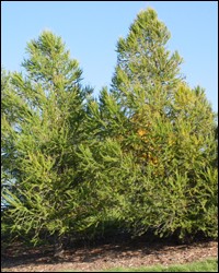 European Larch