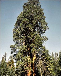 Giant Redwood