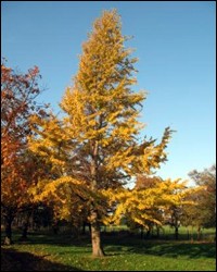 Ginkgo-Maidenhair