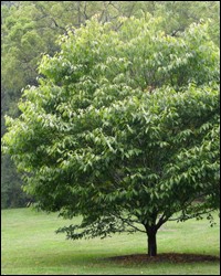 Hornbeam