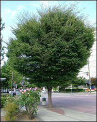 Japanese Zelkova