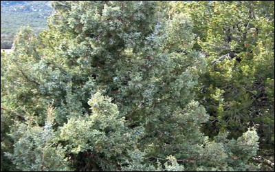Juniper