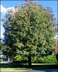 Mountain-ash